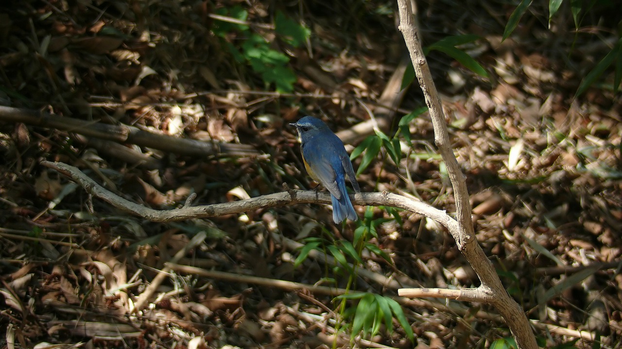 a0185081_180158.jpg