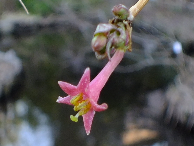 e0145782_17162451.jpg