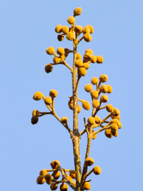 e0145782_17173731.jpg