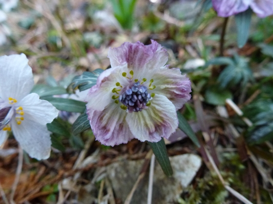 c0042418_18234779.jpg