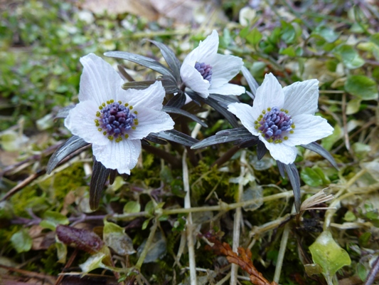 c0042418_18254313.jpg
