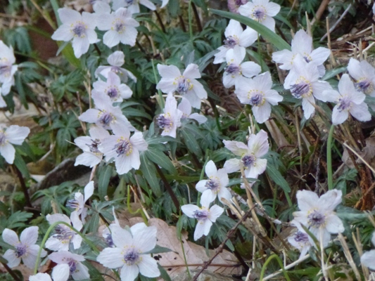 c0042418_1894547.jpg