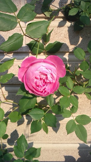 f0150620_20312197.jpg