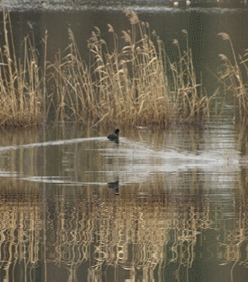 b0149071_16482867.gif