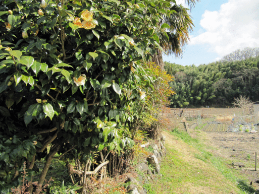 b0159780_0422439.gif