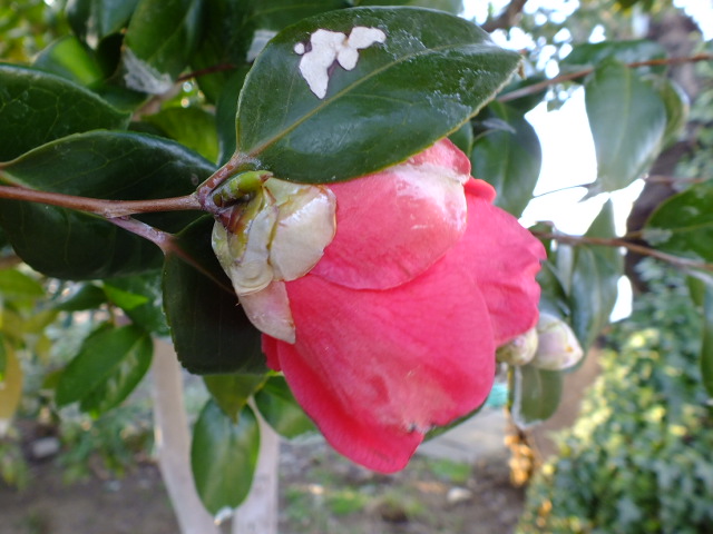 e0145782_6141699.jpg