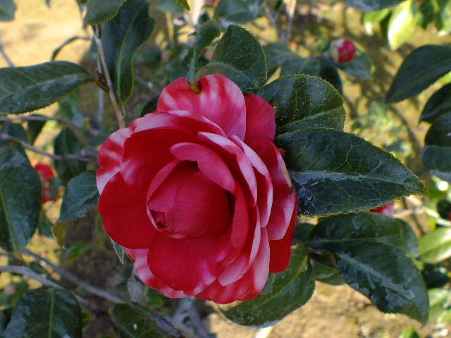 e0145782_617141.jpg