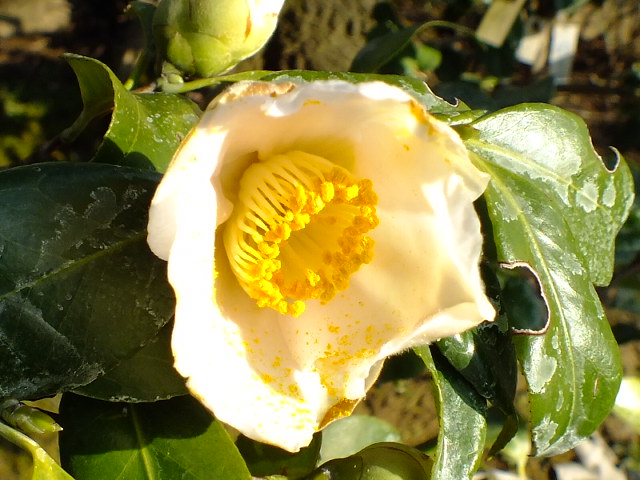 e0145782_6173635.jpg