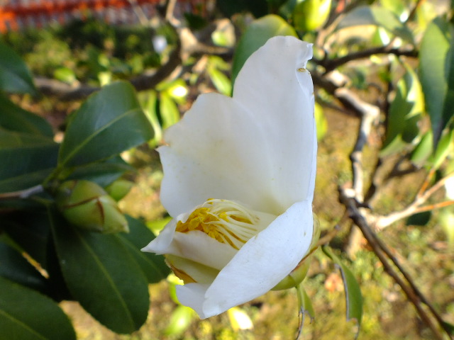 e0145782_6224036.jpg