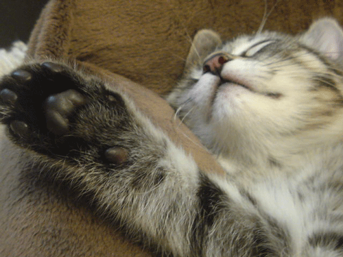 c0193788_11541131.gif