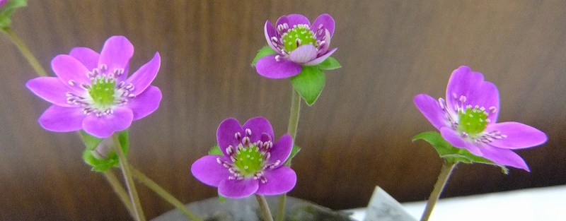 a0188405_1323279.jpg