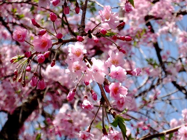 c0289013_12444024.jpg