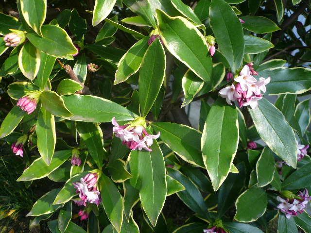 e0026017_10485016.jpg