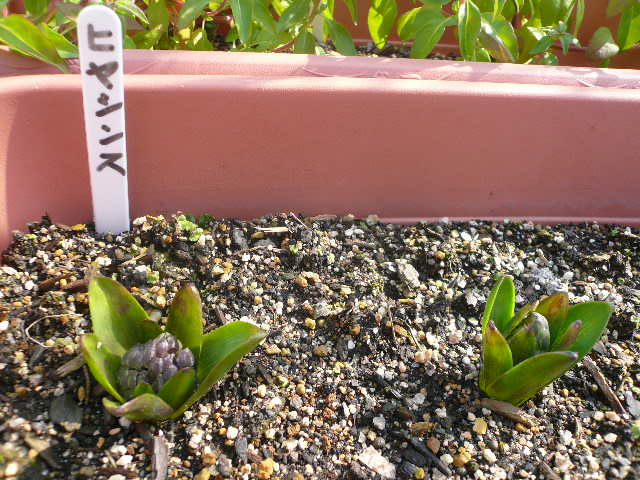 e0026017_10505086.jpg