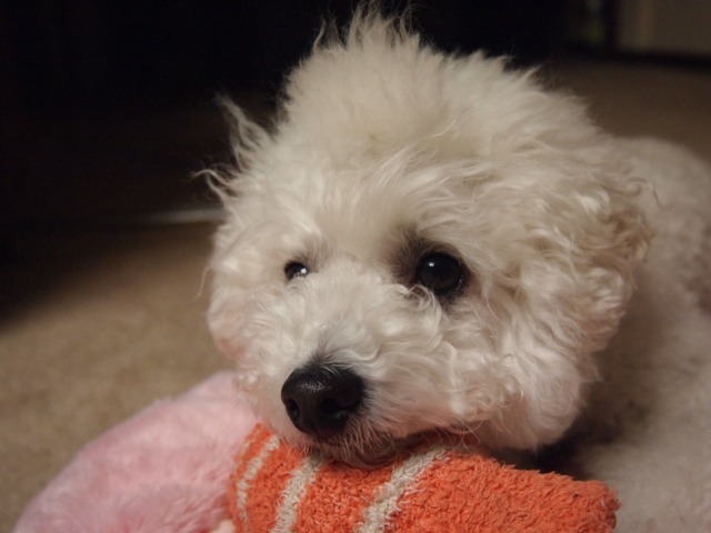 c0117239_822463.jpg