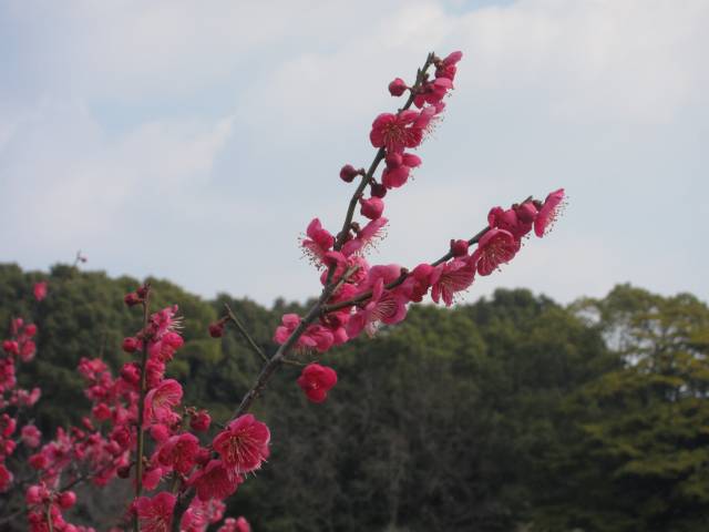 b0062687_1785090.jpg