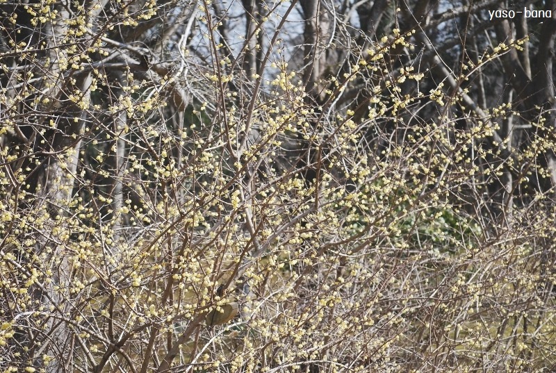 e0025300_1333337.jpg