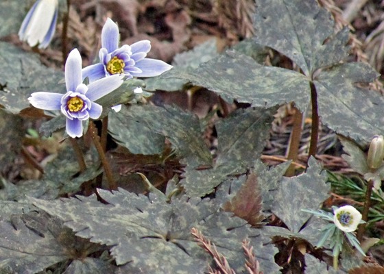 c0042418_8512842.jpg