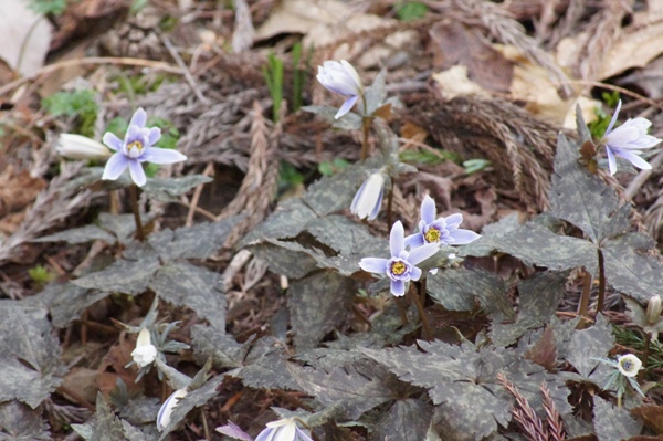 c0042418_851371.jpg