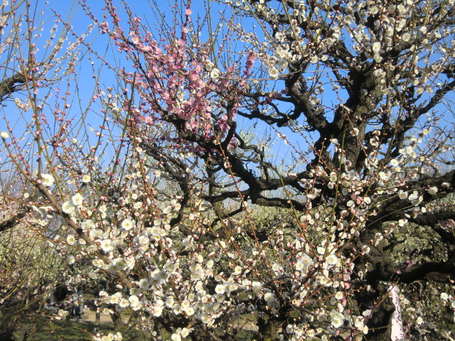 b0044296_2146948.jpg