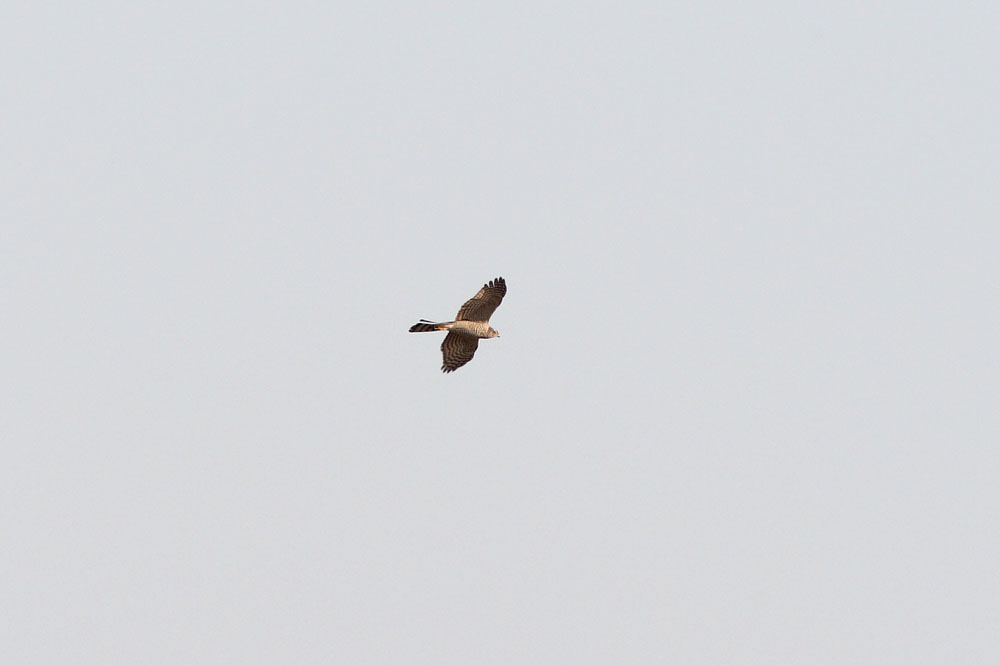 c0020423_20154446.jpg