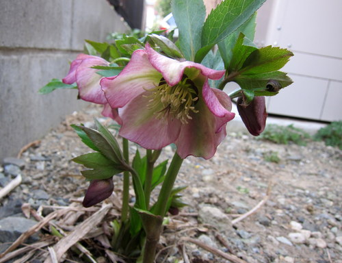 b0178339_902895.jpg