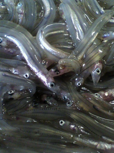 b0032167_1173783.jpg