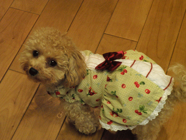 b0098881_201746100.gif