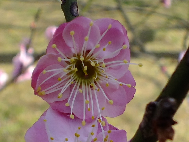 e0145782_1855393.jpg