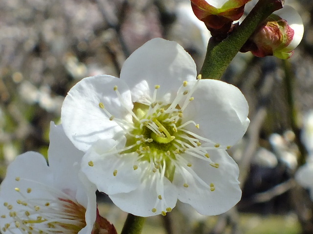 e0145782_1862640.jpg