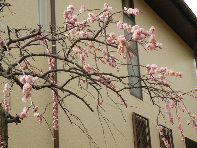 f0130894_20124945.jpg