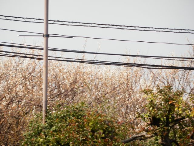 f0130894_20133589.jpg