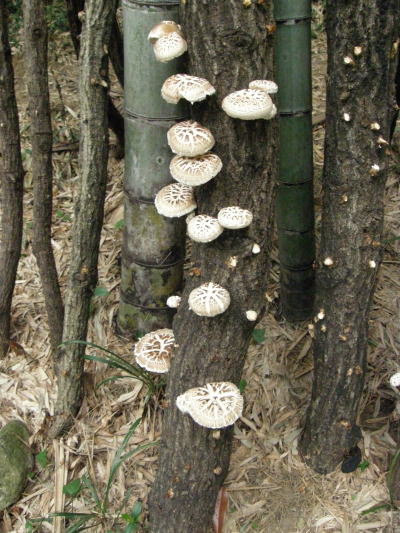 e0017396_2124250.jpg