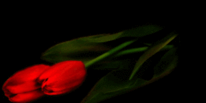 b0252727_9243340.gif
