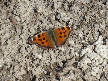 e0110940_0404342.jpg