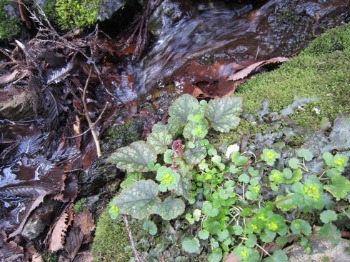 e0110940_111524.jpg