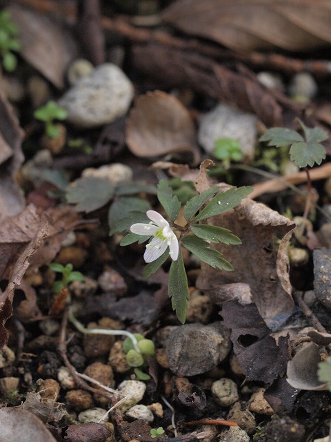 d0025568_20525028.jpg