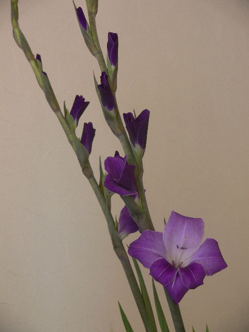 e0140986_1511139.jpg