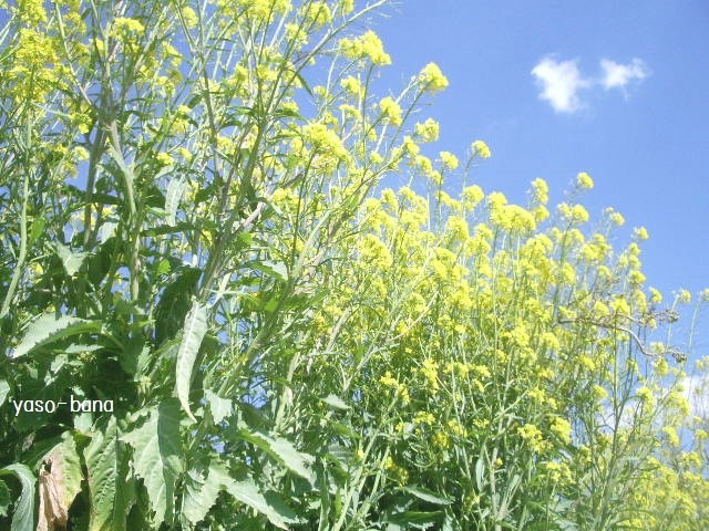 e0025300_17472065.jpg