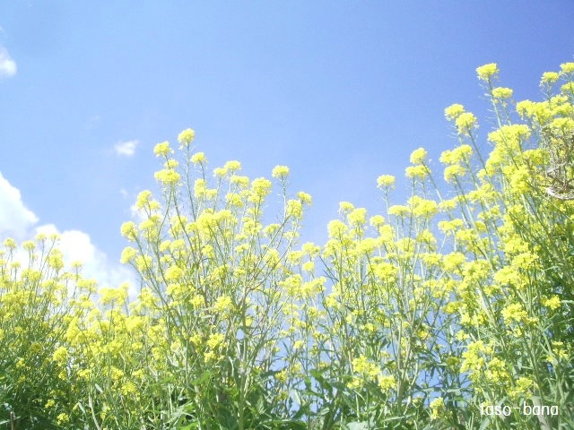 e0025300_1747349.jpg