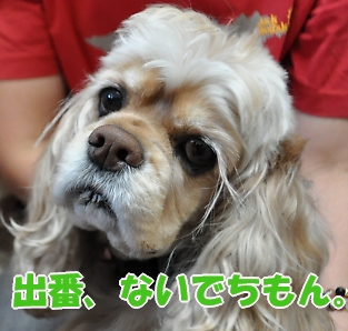 にほんブログ村 犬ブログ アメリカンコッカースパニエルへ