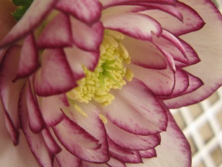 c0025140_23462471.jpg