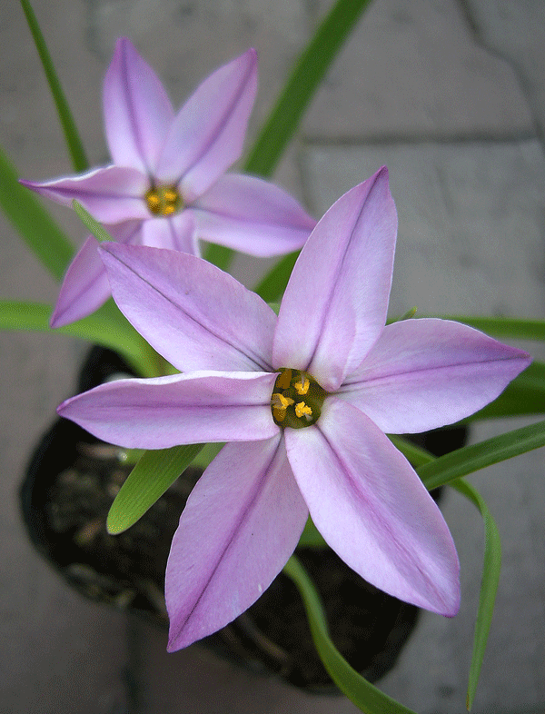 a0001354_22494572.gif