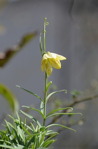 c0186463_1656219.jpg