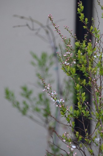 c0186463_175528.jpg