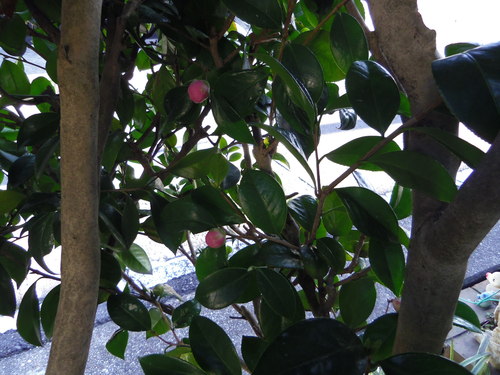 e0031572_931530.jpg