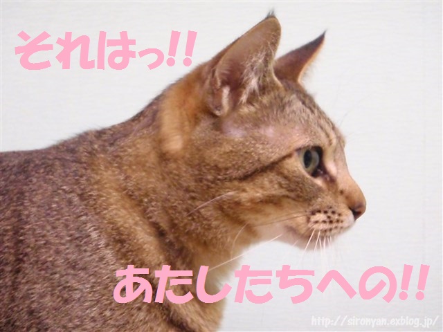 a0159490_1744893.jpg