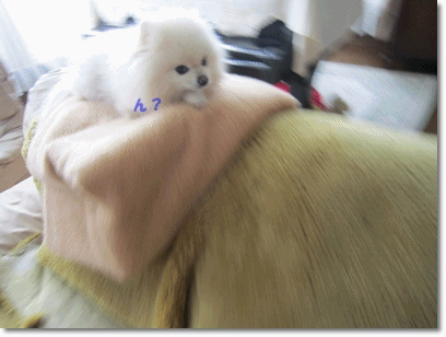 b0167519_23344085.gif