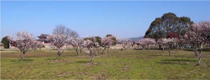 a0100742_9305129.jpg