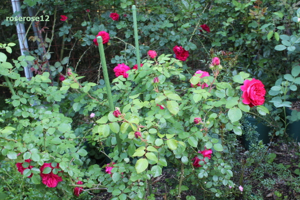 a0249051_19515276.jpg